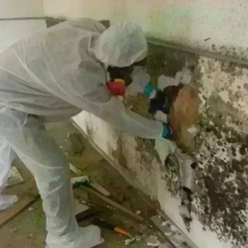 Mold Remediation and Removal in Saint Robert, MO